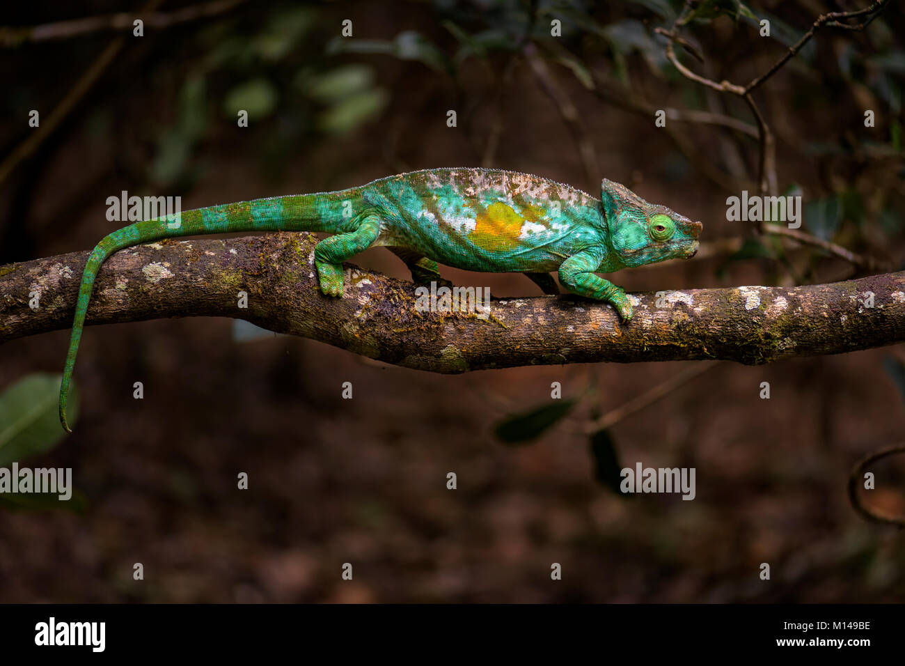 Parson’s Chameleon - Calumma parsonii, rain forest Madagascar east coast. Colourful endemic lizard. Stock Photo