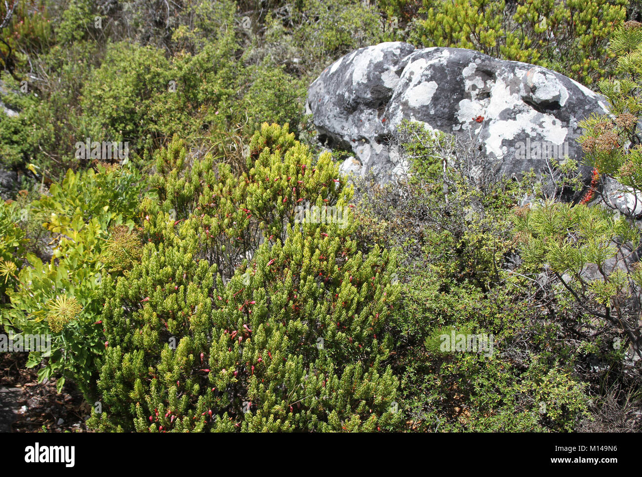 Erica plukenetii Heather, Fynbos and other flowering plants around a rock on a Table Mountain hiking trail, Cape Town, Western Cape, South Africa. Stock Photo