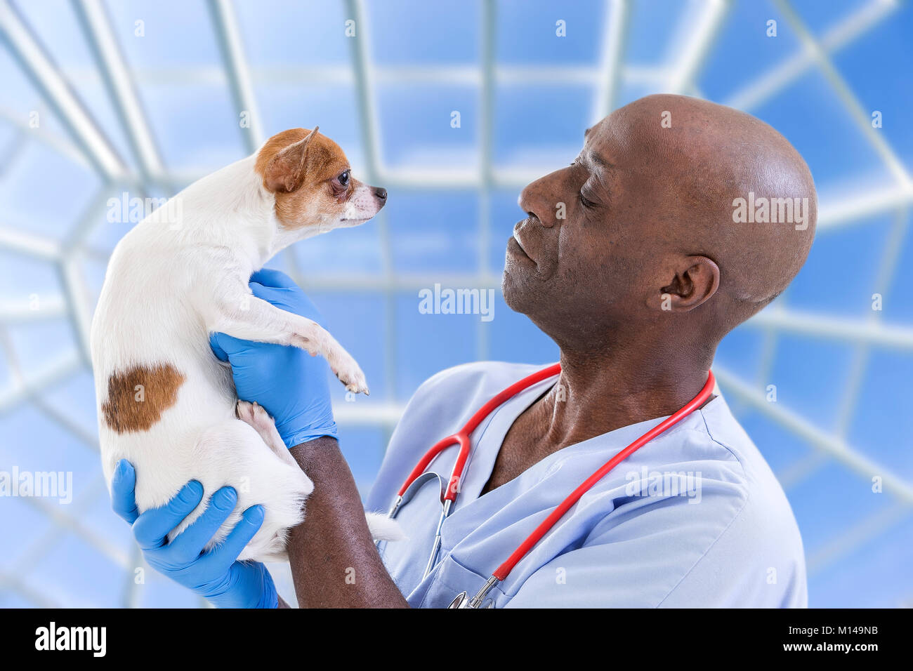 portrait of a happy veterinarian holding in his arms a very cute Chihuahua dog luxery pet hospital background Stock Photo
