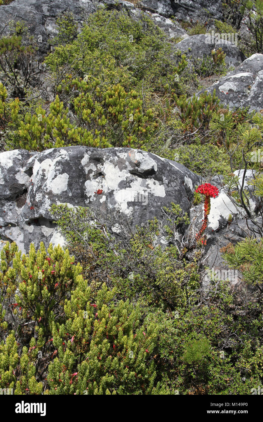 Erica plukenetii Heather, Red Crassula, Fynbos and other flowering plants around a rock on a Table Mountain hiking trail, Cape Town, Western Cape, Sou Stock Photo