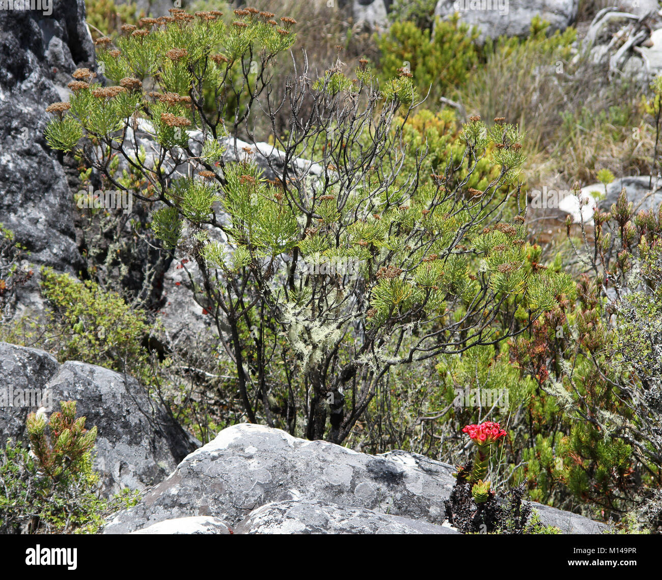 Golden Coulter Bush and Red Crassula with rocks, hiking trail on Table Mountain Top, Cape Town, Western Cape, South Africa. Stock Photo