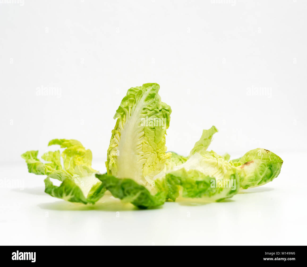 Bitter lettuce hires stock photography and images Alamy