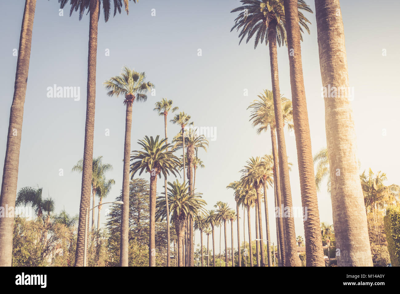 Palm trees along boulevard, Beverly Hills, Los Angeles, California, United  States of America Stock Photo - Alamy