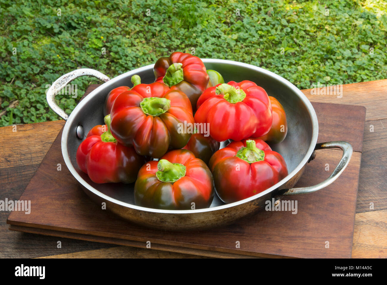 Figaro heritage swtt peppers have the same shape as little pumpkins,  They ripen from green to red on the vine. Stock Photo