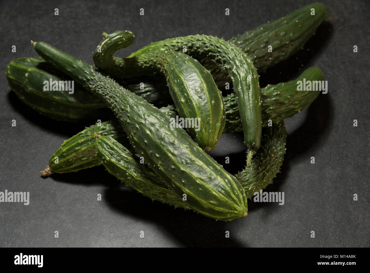 A group of fresh picked long Chinese suyo burpless, spiney cucumbers is ready to de-spine and cut. Stock Photo