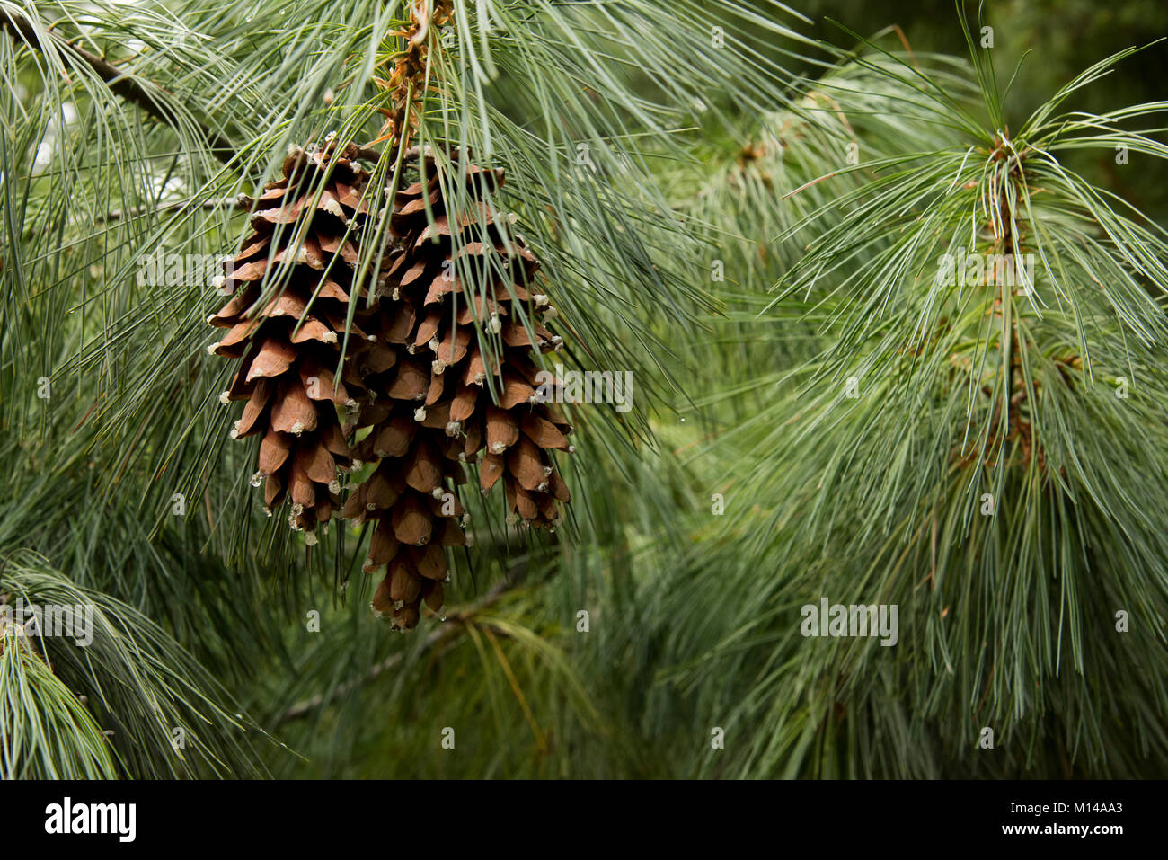 Close up of cones on an Eastern white pine tree,  The Eastern white ine is a fast growing, hardy,low-maintenance tree, that grows up to 80 feet in hig Stock Photo