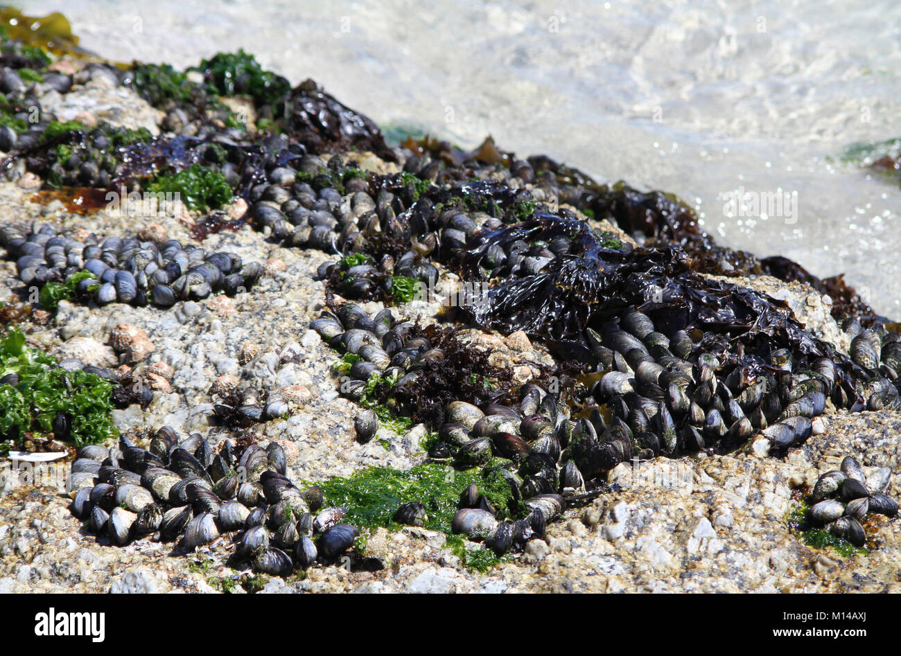 Black mussels on beach with seaweed and kelp (Choromytilus meridionalis), Clifton Beach, Cape Town, Western Cape, South Africa. Stock Photo