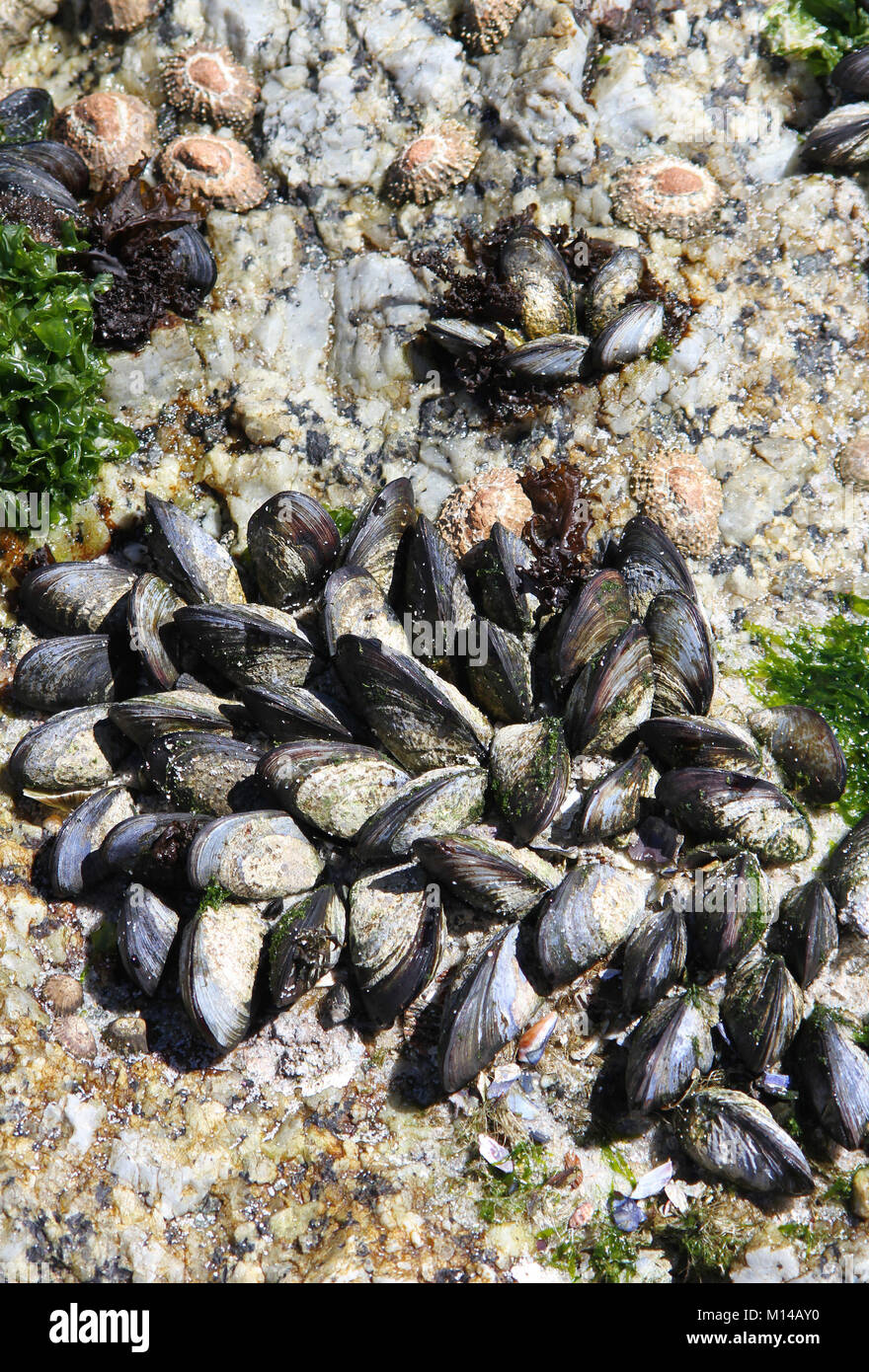 Black mussels and limpets on beach with seaweed and kelp (Choromytilus