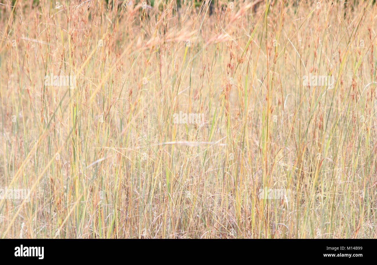 Thatch grass in savannah, Zebula Game Reserve, near Zebula Lodge, Bela-Bela (Warmbaths), Waterberg, Limpopo Province, South Africa. Stock Photo