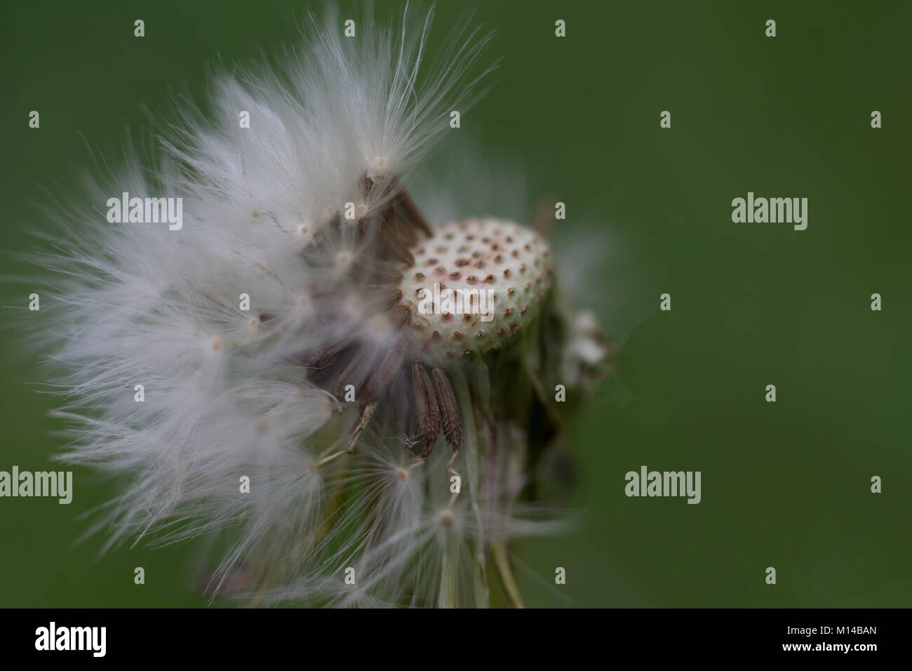 Wish upon a dandelion clock hires stock photography and images Alamy