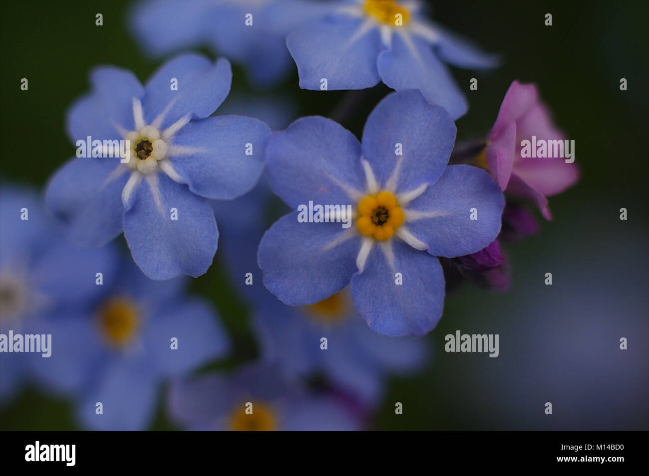 Blue wild flower hi-res stock photography and images - Alamy