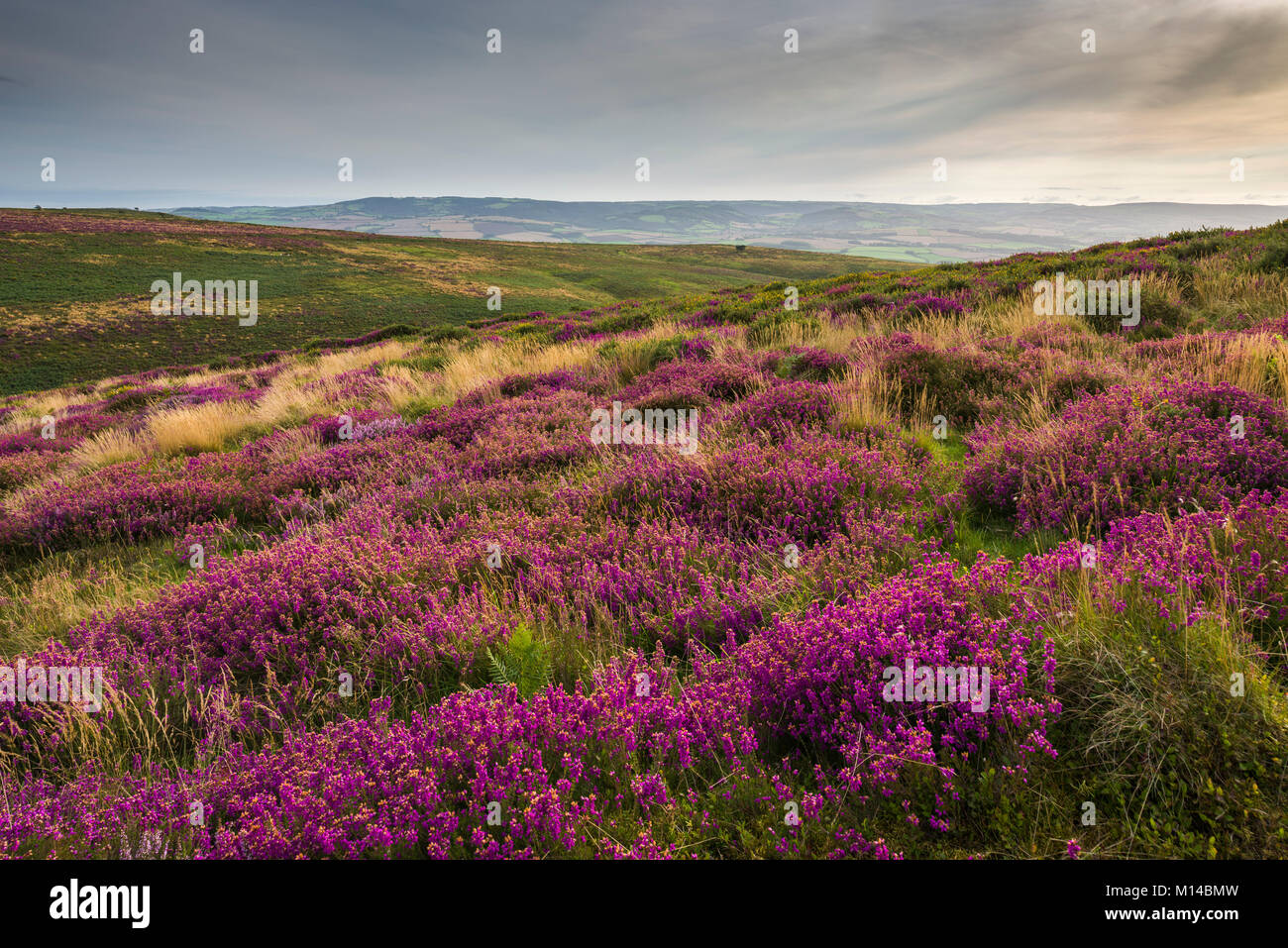 Bell heather in flower on Beacon Hill in the Quantock Hills in late summer. Weacombe, Somerset, England. Stock Photo