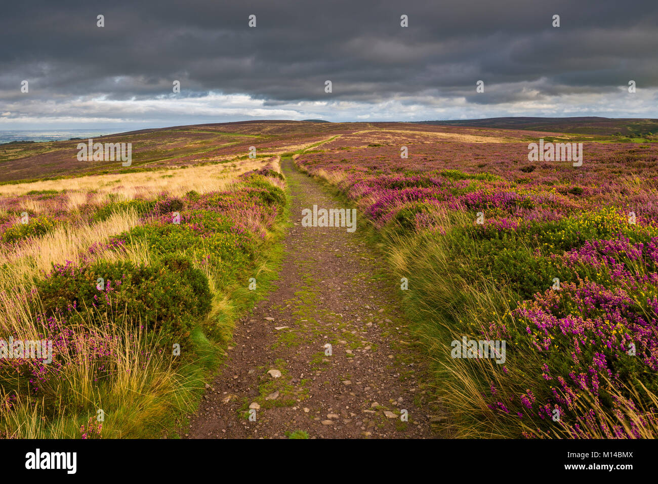 Bridleway through heather in bloom on the Quantock Hills in late summer. Weacombe, Somerset, England. Stock Photo