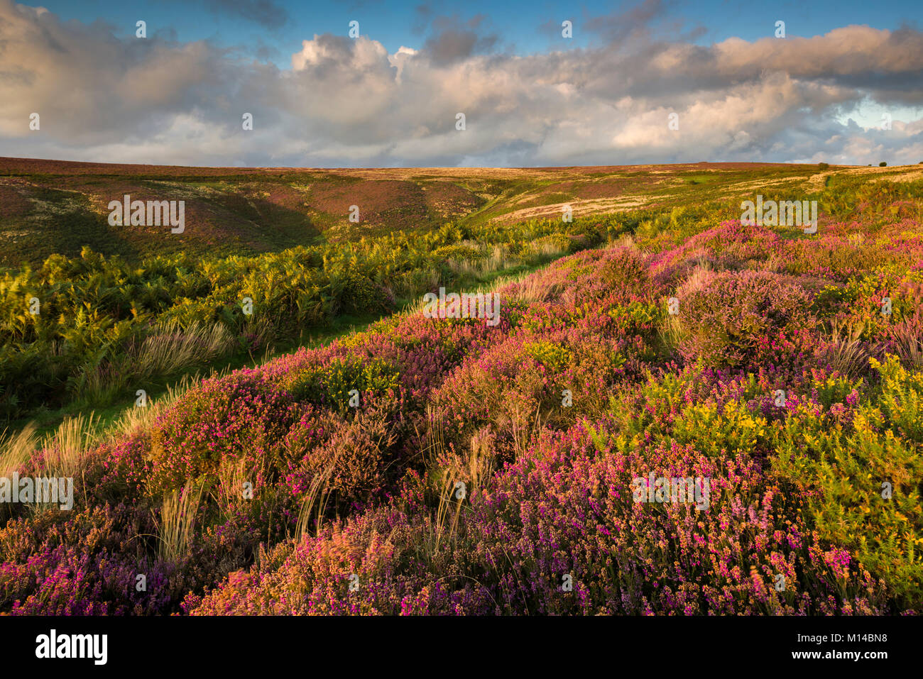 Bell heather and gorse in flower in the Quantock Hills in late summer with Beacon Hill beyond. Bicknoller, Somerset, England. Stock Photo