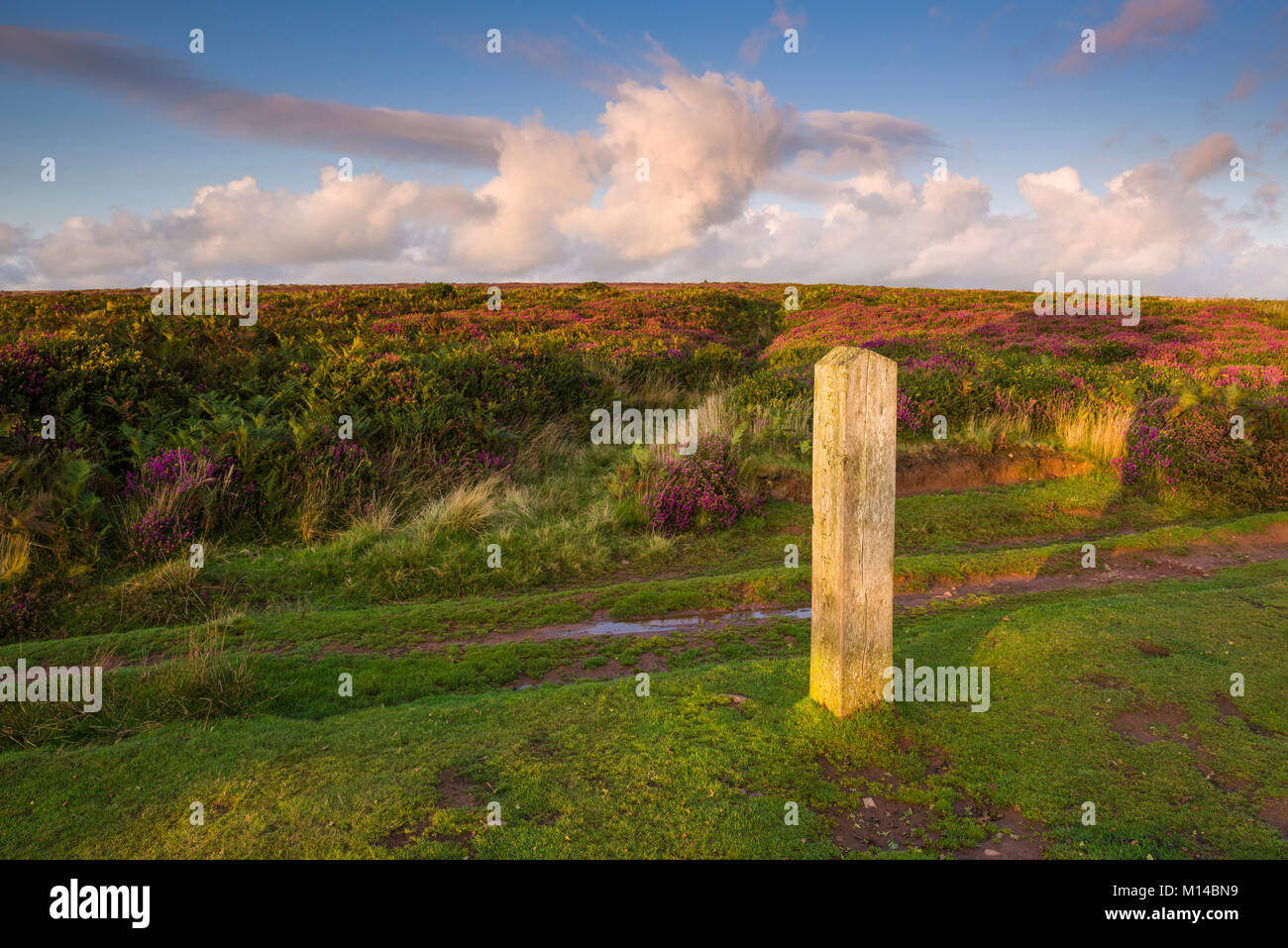 Bicknoller Post in the Quantock Hills in late summer. Bicknoller, Somerset, England. Stock Photo