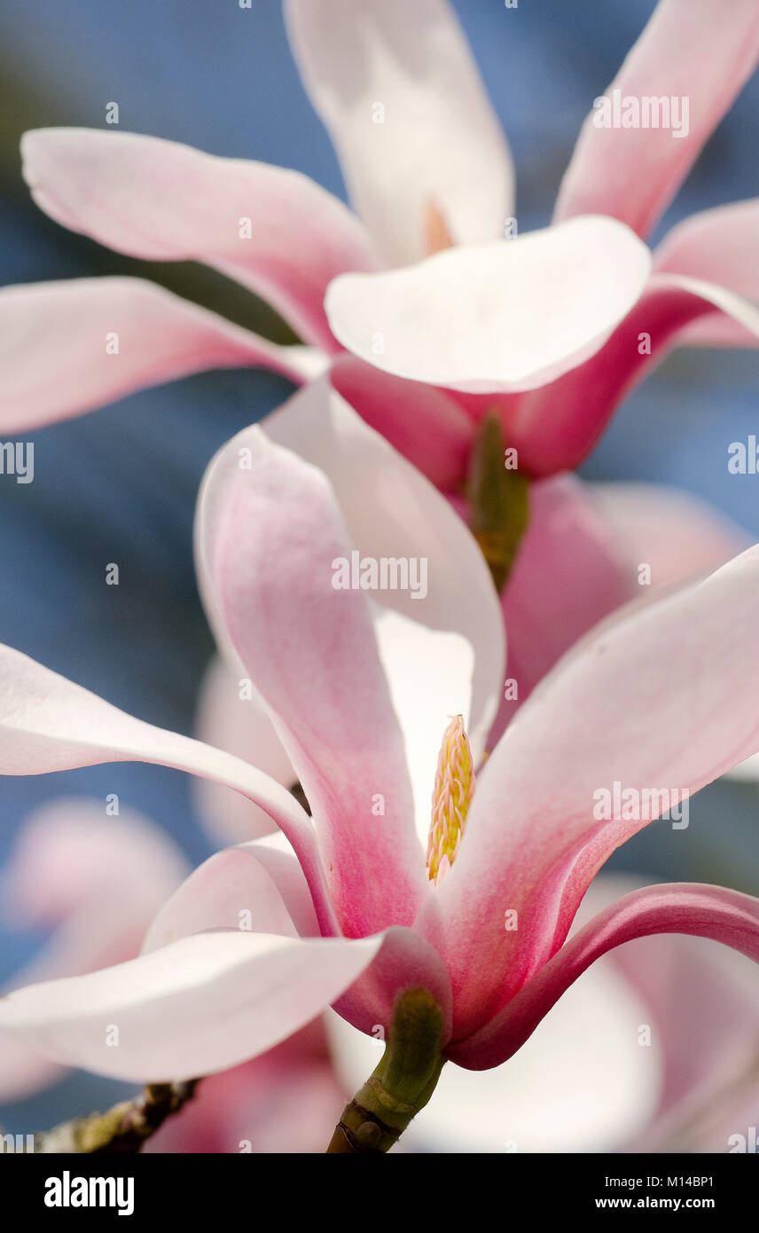 Magnolia sprengeri "Diva Köln"  - Magnolie Stock Photo