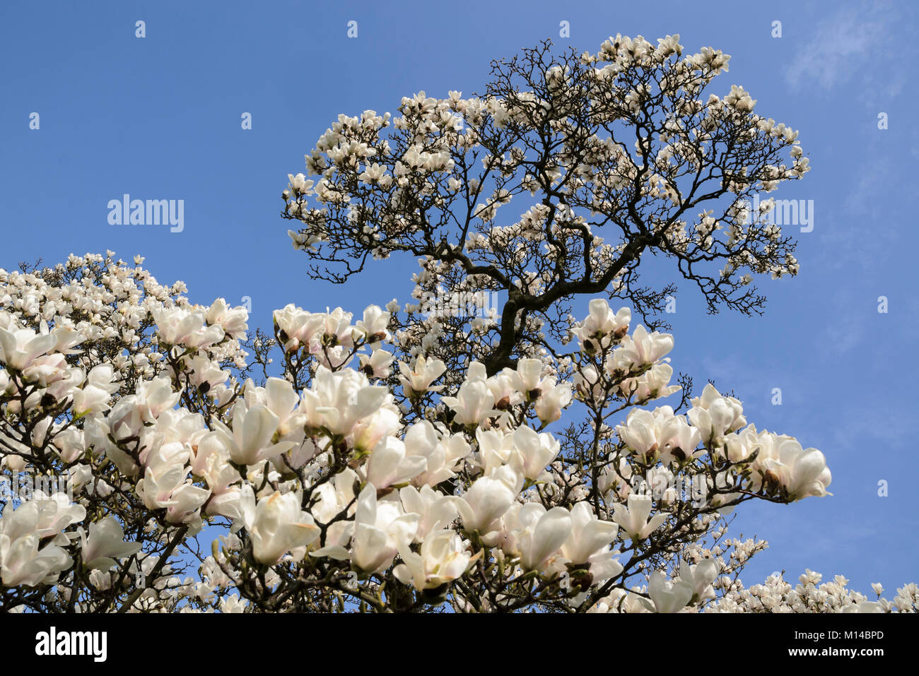 Magnolien Blute Stock Photos Magnolien Blute Stock Images Alamy