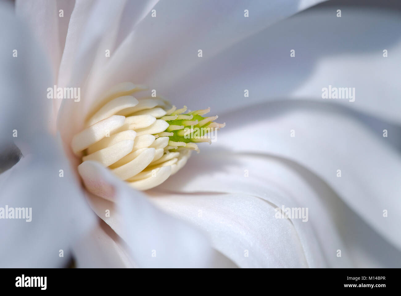 Pflanzen blüte hi-res stock photography and images - Page 27 - Alamy