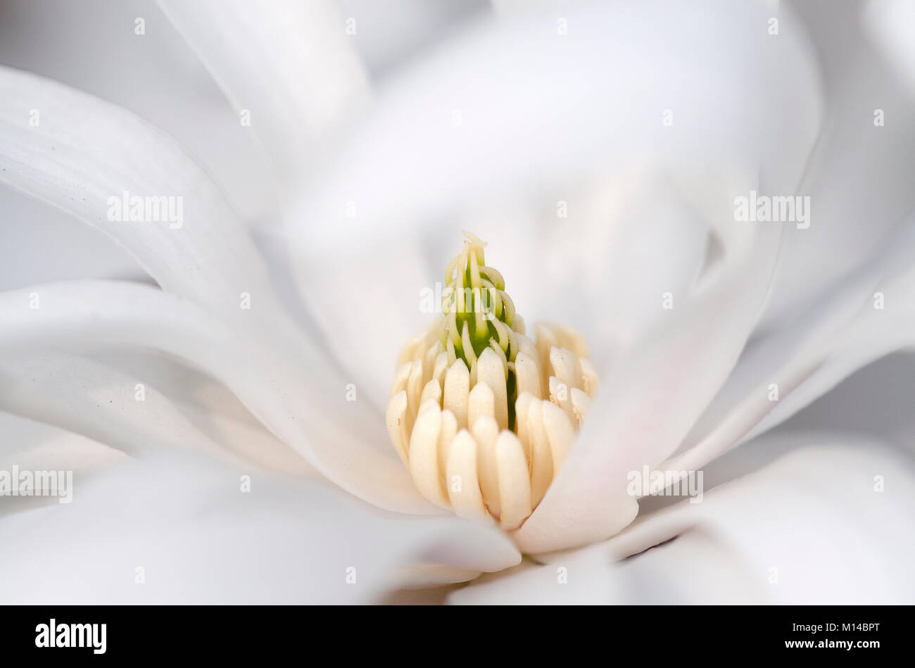 Magnolia stellata - Stern-Magnolie Stock Photo