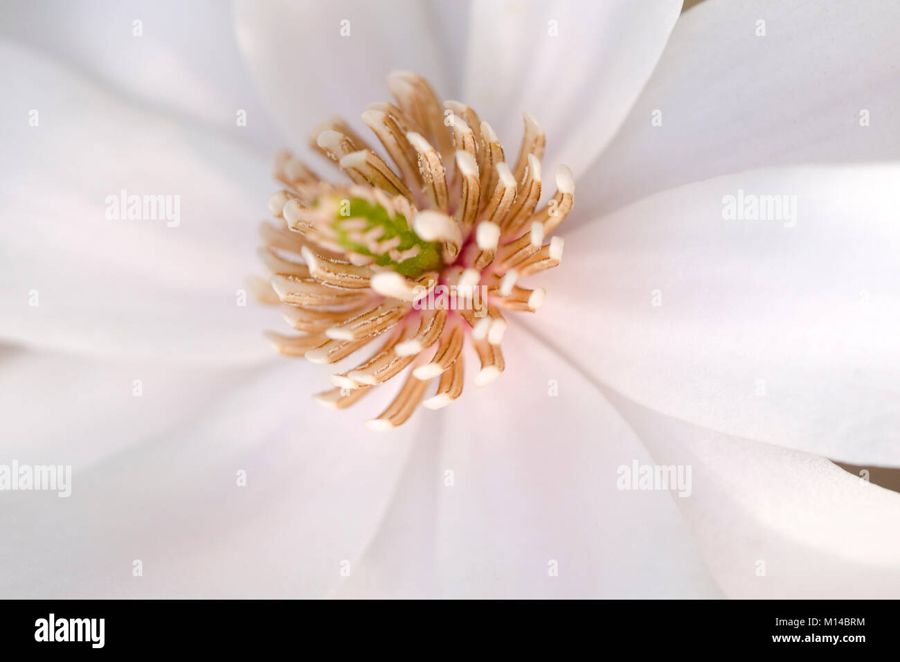 Magnolia loebneri 'Merrill' - Magnolie Stock Photo