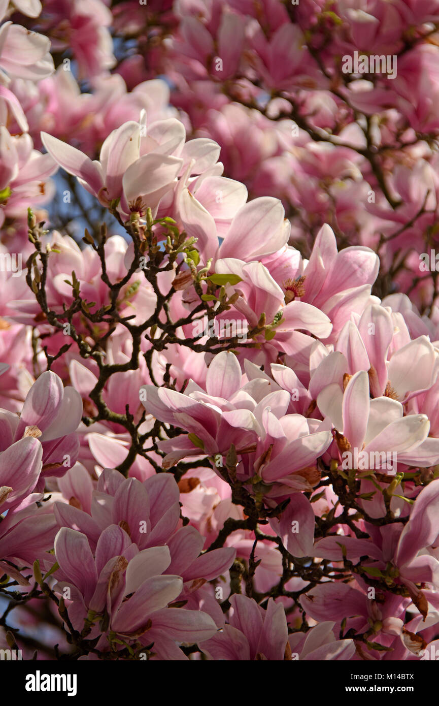Magnolia, Magnolie Stock Photo
