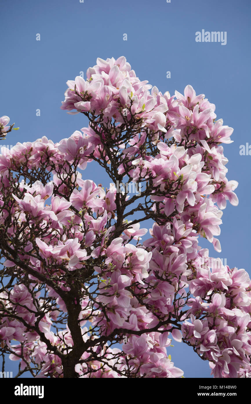 Garten magnolie hires stock photography and images Alamy