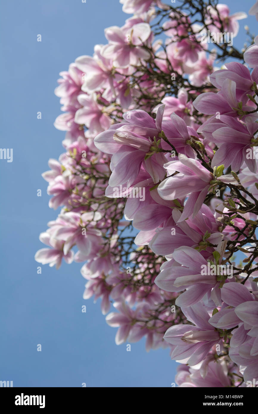 Magnolia, Magnolie Stock Photo