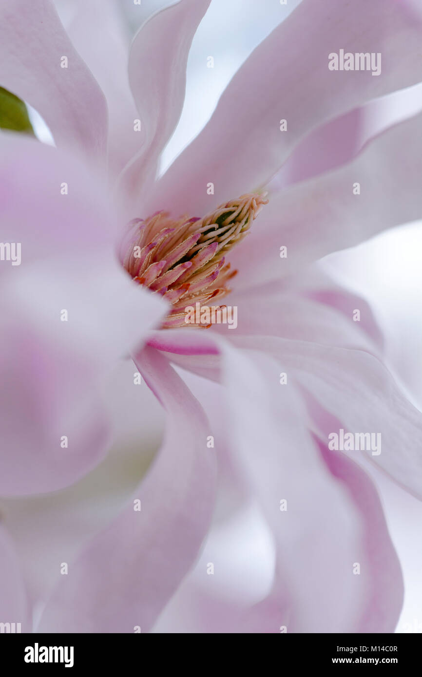 Magnolia, Magnolie Stock Photo
