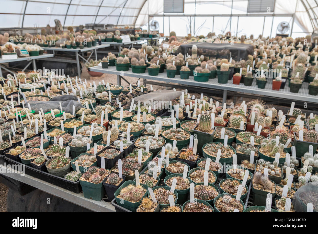 Fort Davis, Texas - The Chihuahuan Desert Research Institute's Cactus Greenhouse Collection, consisting of cactus species from both the U.S. and Mexic Stock Photo