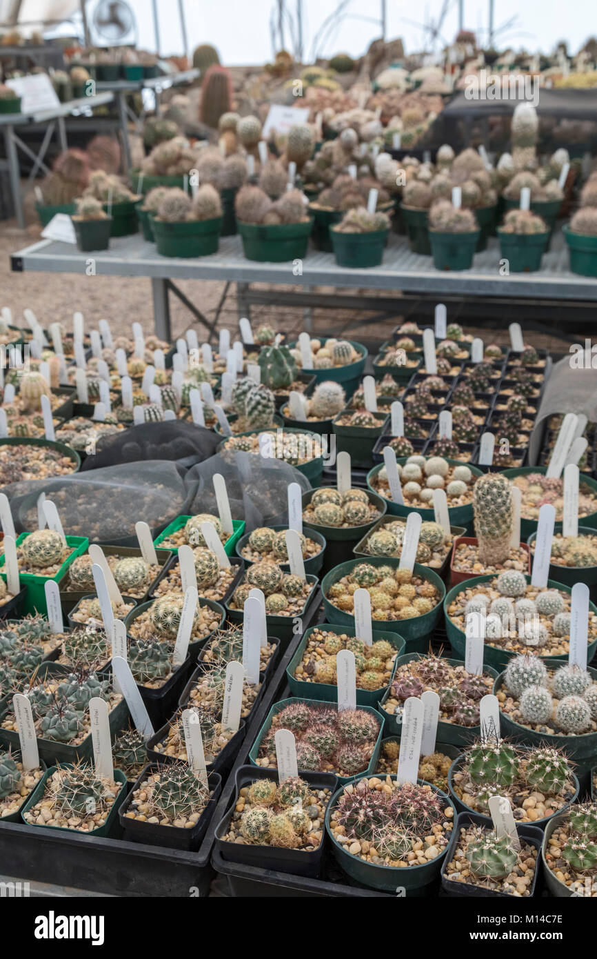Fort Davis, Texas - The Chihuahuan Desert Research Institute's Cactus Greenhouse Collection, consisting of cactus species from both the U.S. and Mexic Stock Photo