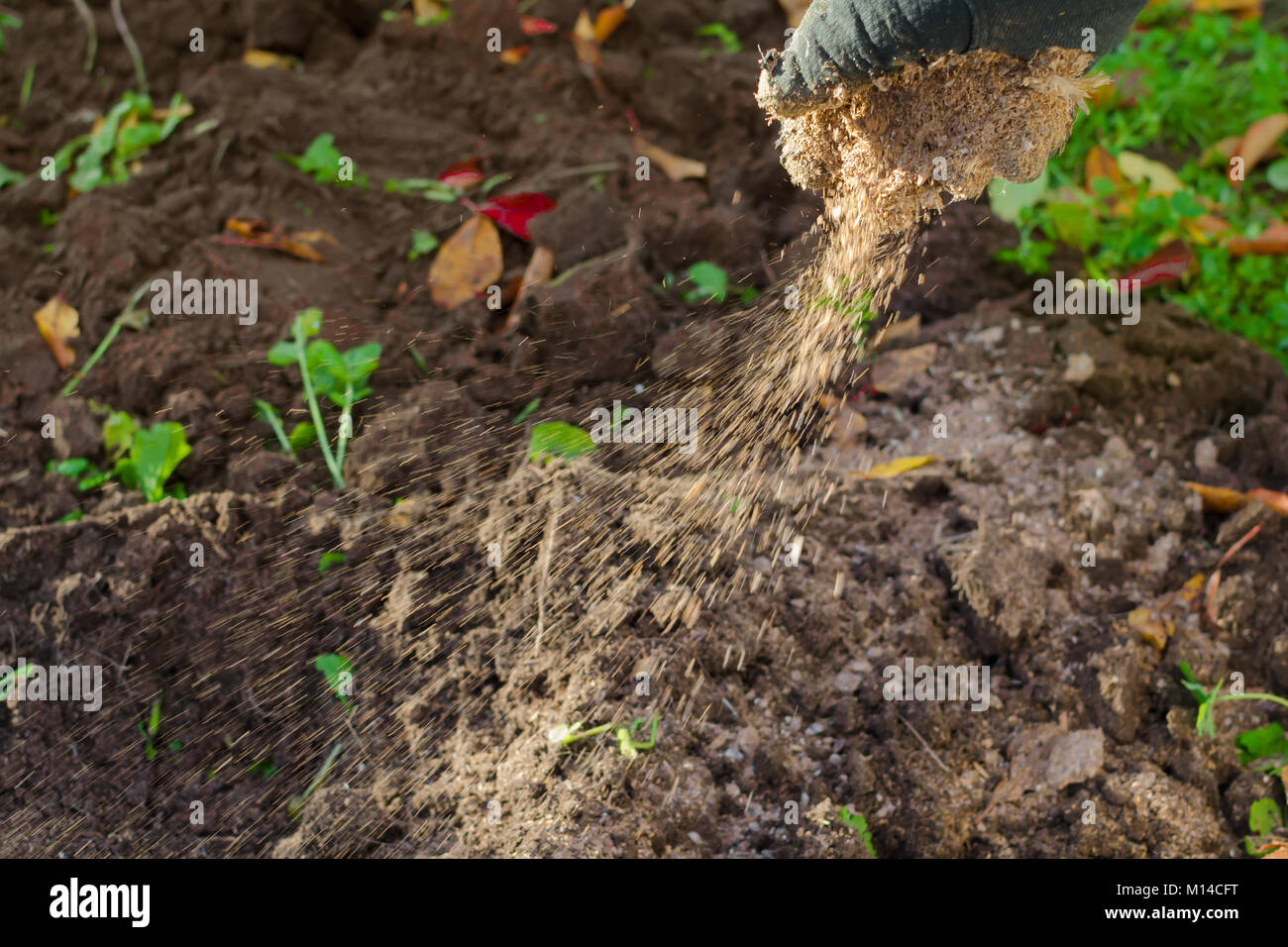 Strewing Reeds Strewing soil with a manure by hands: manual garden fertilizing Stock ...