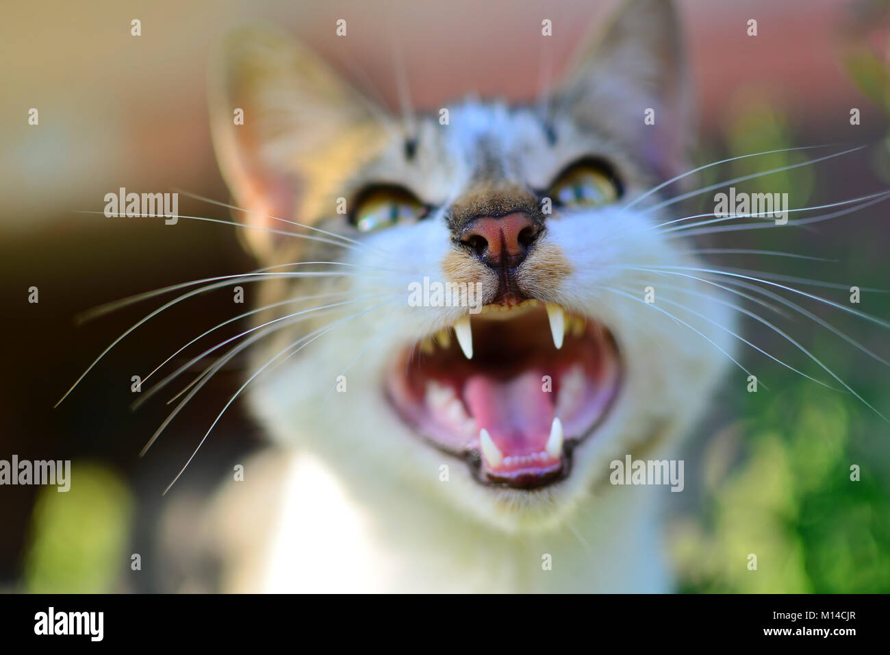 Mouth open cat hires stock photography and images Alamy