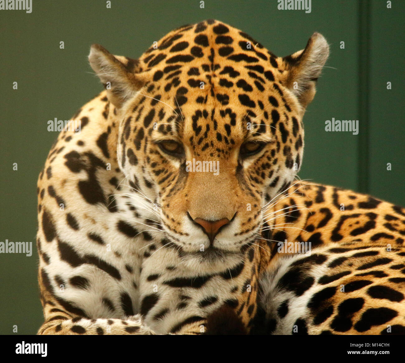 North Chinese Leopard in animal park Stock Photo