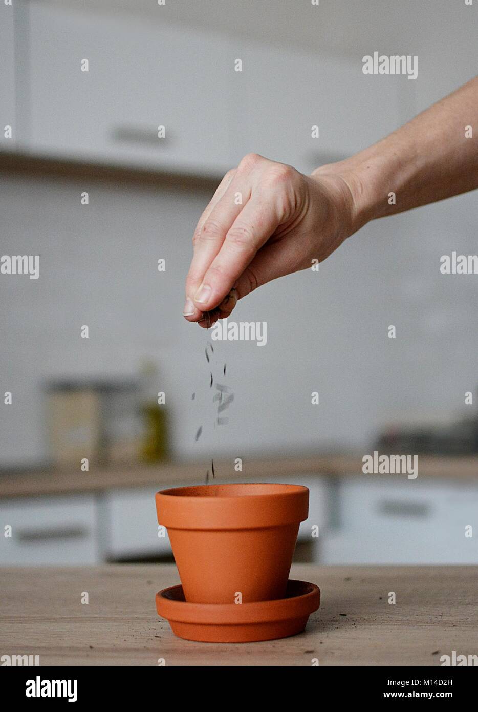planting herbs in a clay pot Stock Photo Alamy