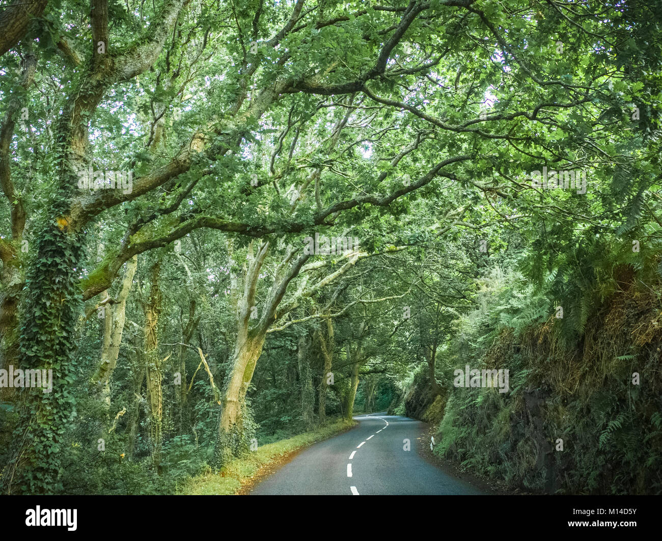 Beautiful coastal road in north Jersey Channel Islands Stock Photo Alamy