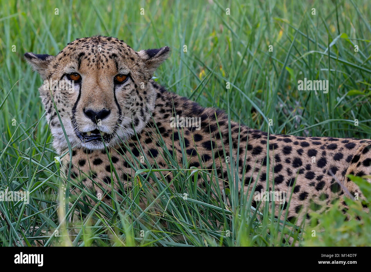 African Cheetah laying in long grass looking directly at camera with mouth slightly open Stock Photo