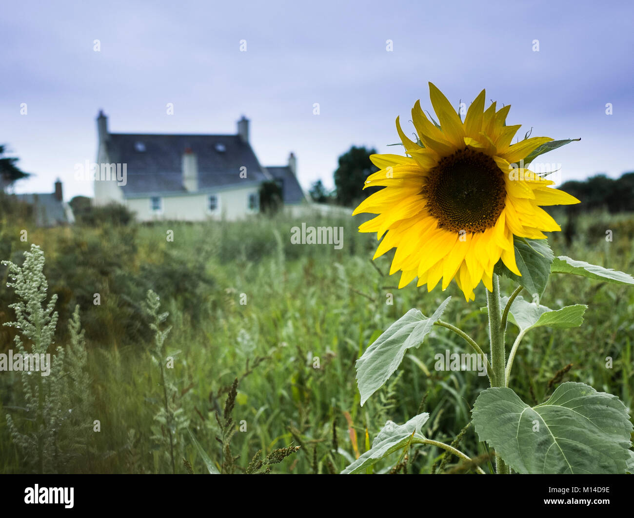 Sunflower and country cottage in Jersey Channel Islands Stock Photo Alamy