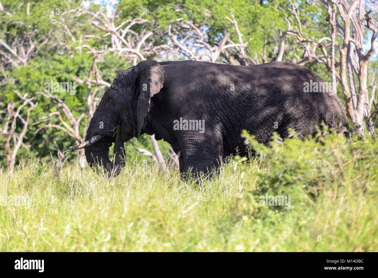 One Tusk African Elephant feeding in grassland covered in dried mud - trees in background Stock Photo