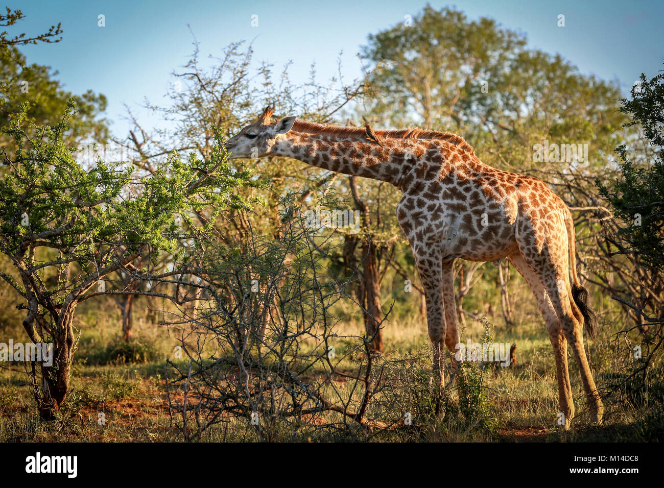 Giraffes eating high tree hires stock photography and images Alamy