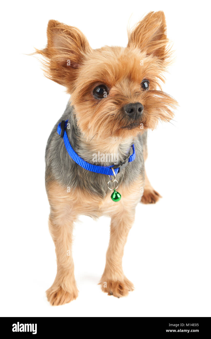 Yorkshire Terrier with short hair isolated on white background. It wears  blue pet's collar with green bell Stock Photo - Alamy