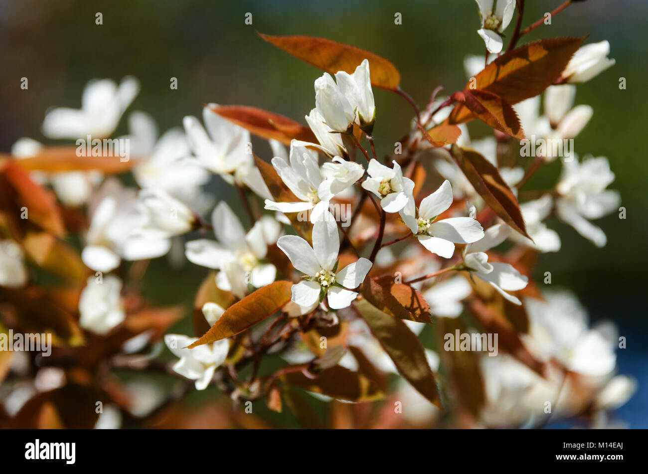 White flowers of shadblow (Amelanchier canadensis) mark springtime in Acadia National Park, Maine. Stock Photo