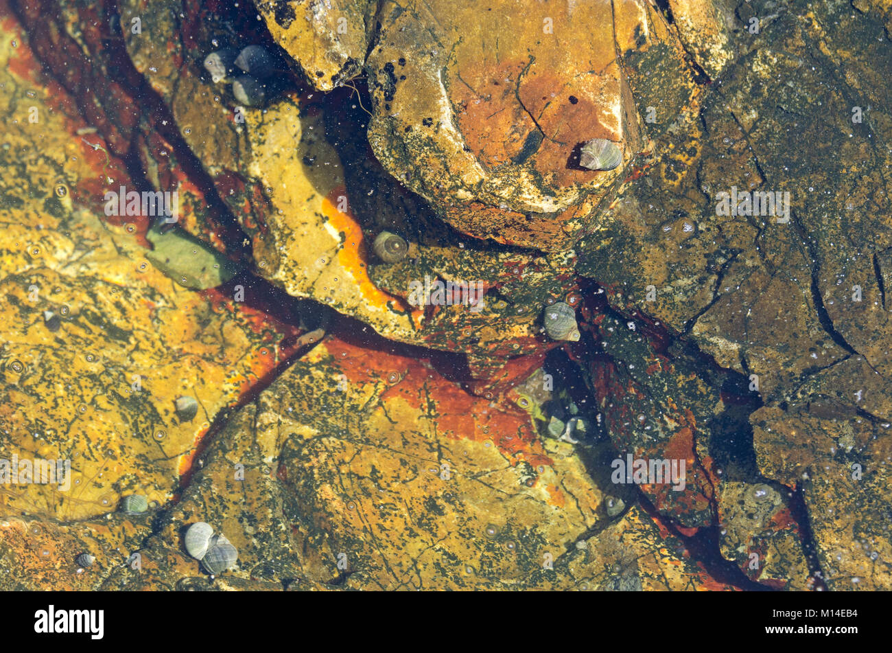 Periwinkles and crustose marine algae in a tide pool at Otter Cliffs