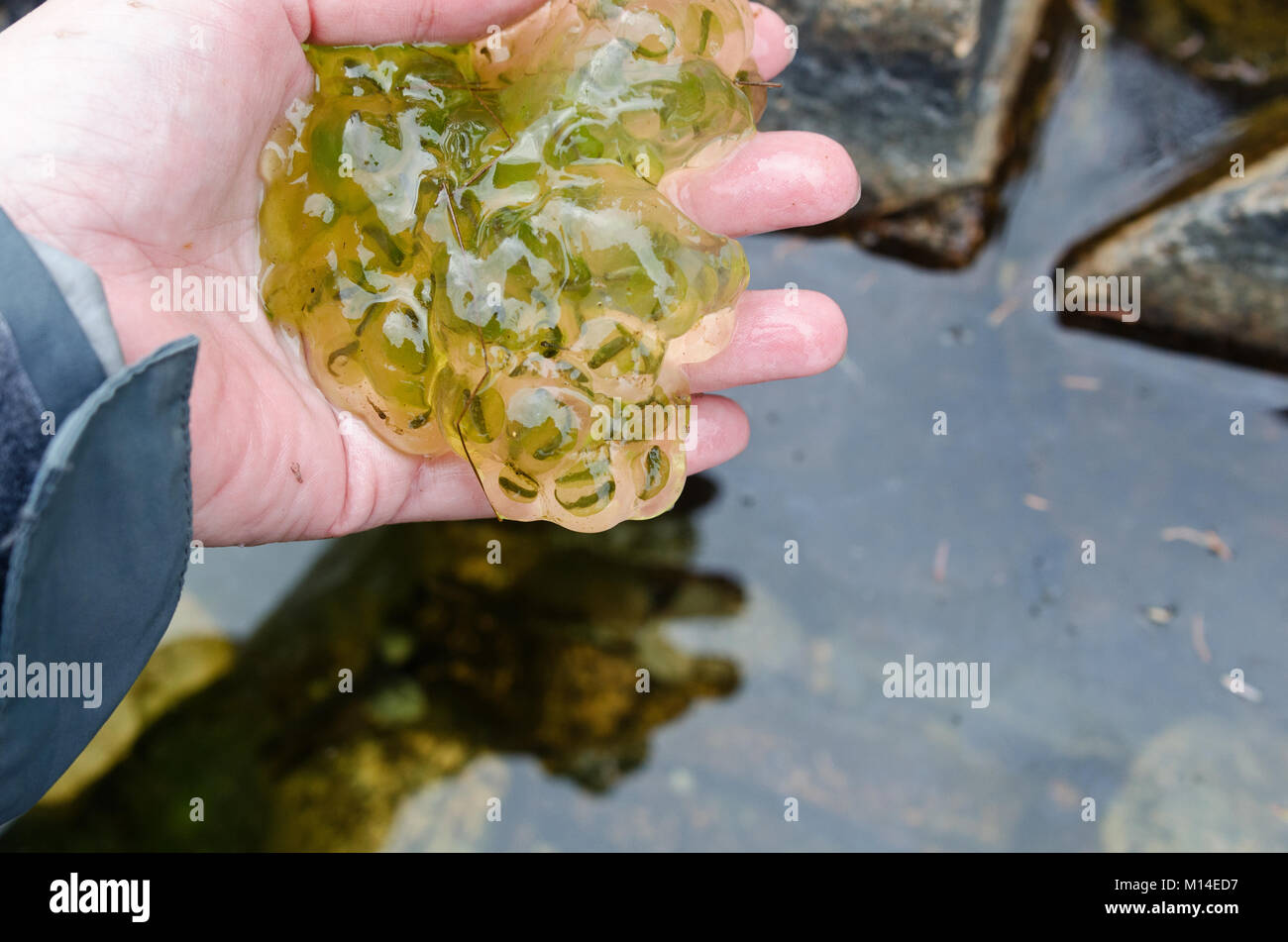 Spotted salamander eggs (Ambystoma maculatum), Otter Cove, Acadia