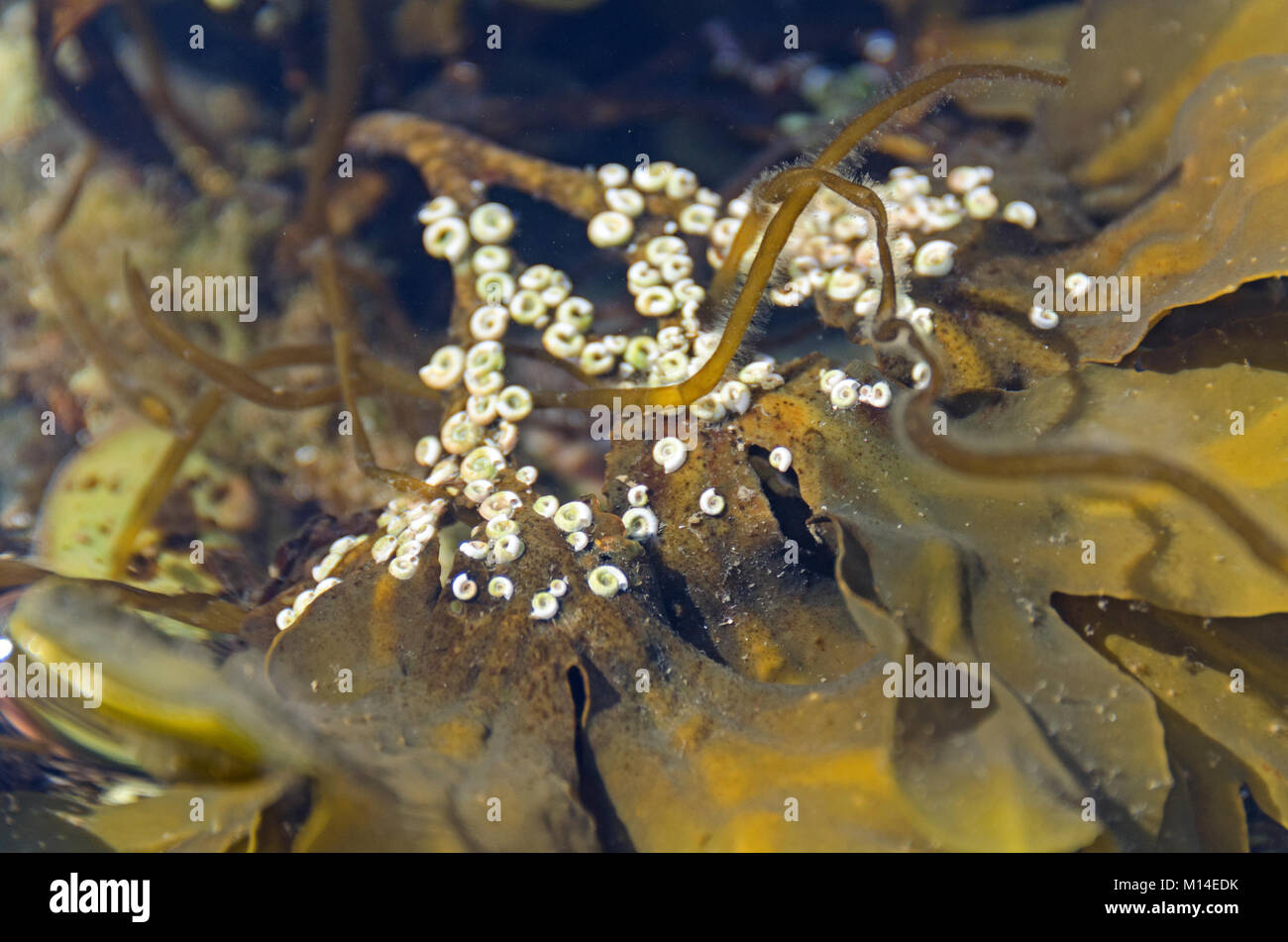Spirorbis borealis on Fucus sp. seaweed, Acadia National Park, Maine. Stock Photo