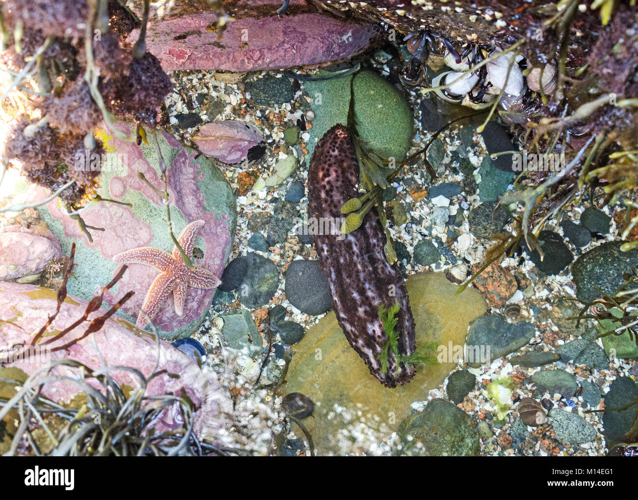Sea cucumber (Cucumaria frondosa) in a tidepool, Otter Cove, Acadia National Park, Maine Stock Photo
