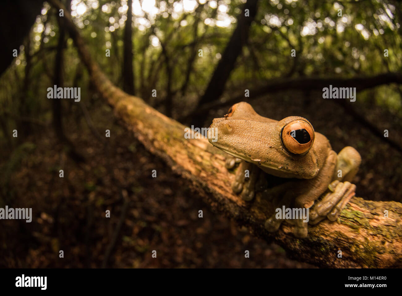 A large tree frog (Hypsiboas boans) from the Amazon jungle, Stock Photo