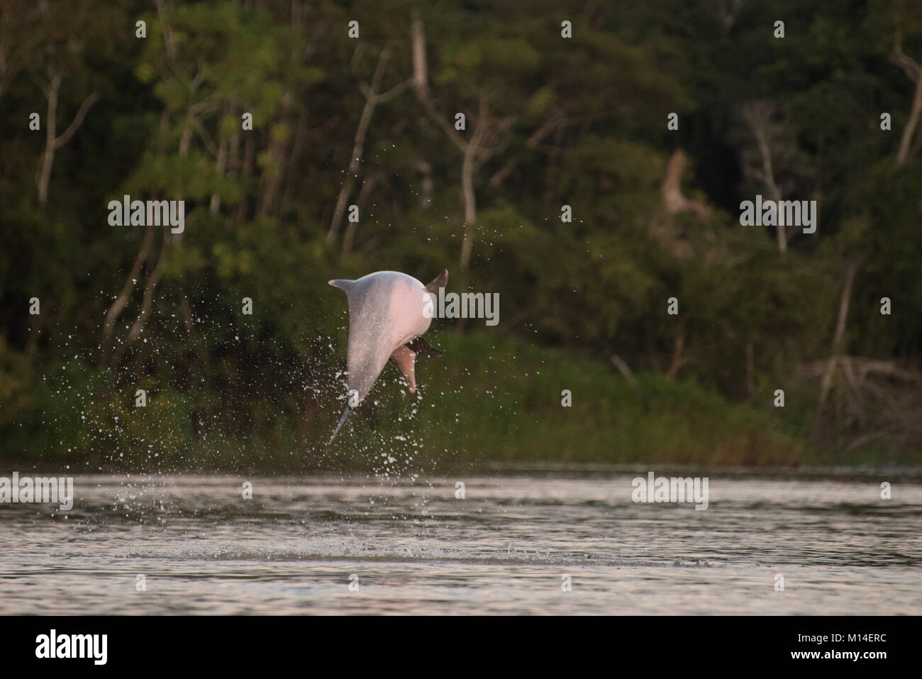 An Tucuxi (Sotalia fluviatilis) a freshwater dolphin leaps from the Amazon river. Stock Photo