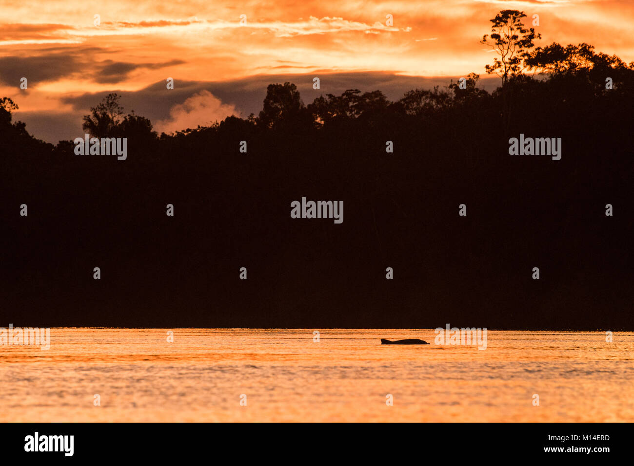 The sun setting over the Amazon river as a river dolphin surfaces. Stock Photo