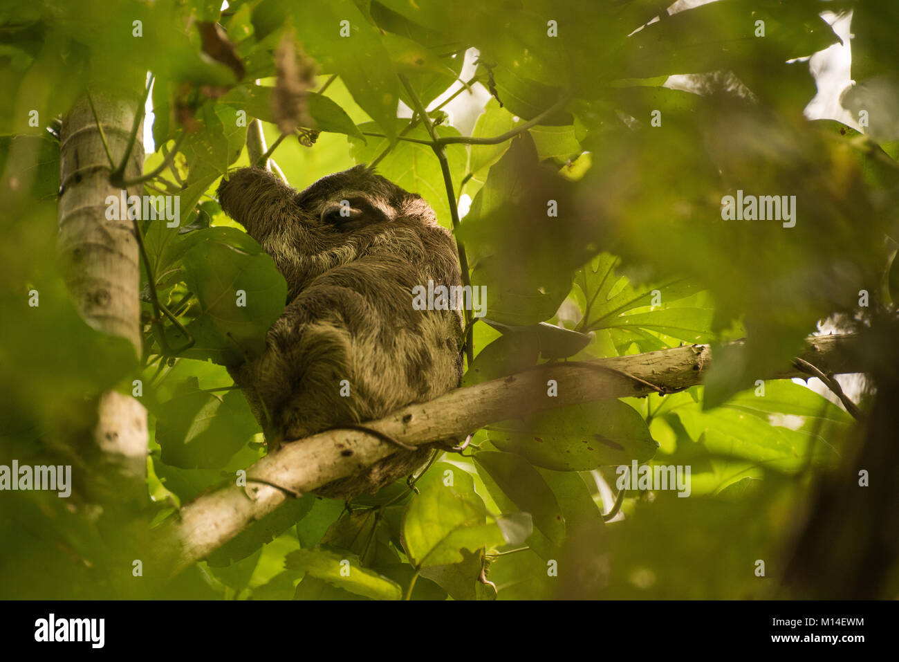 A brown throated sloth, one of the three toed sloth species, sleeping in a tree in the amazon jungle. Stock Photo