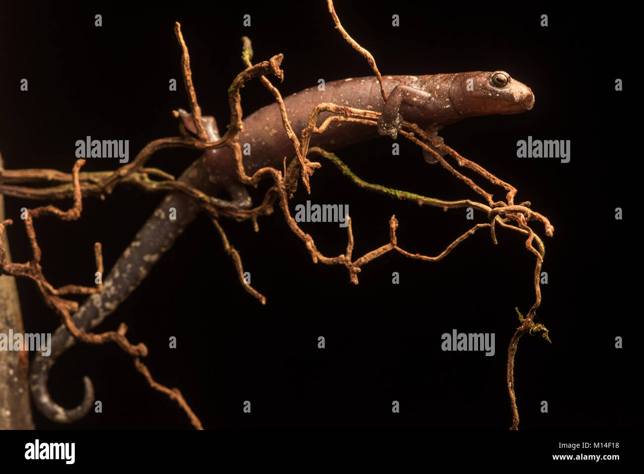 A mushroom tongue salamander (Bolitoglossa altamazonica) perched on some roots coming from a vine.  Unlike most salamanders these often climb. Stock Photo
